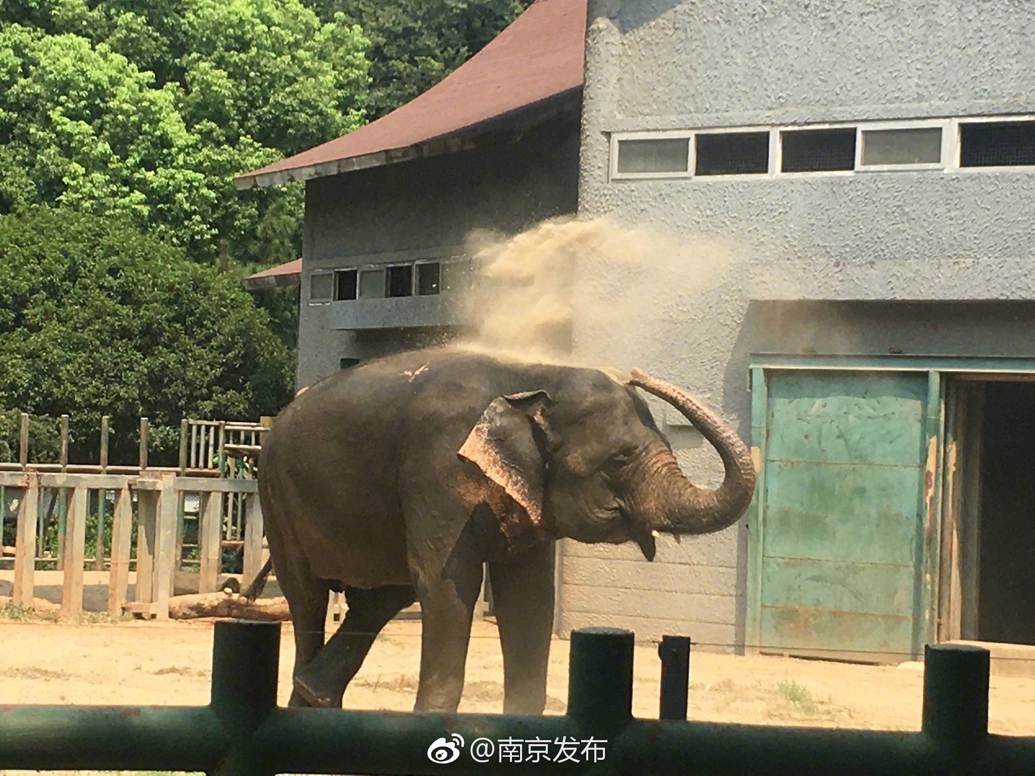 狗操女人的视频