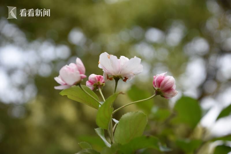 张柏芝的性XXⅩ交XXXX