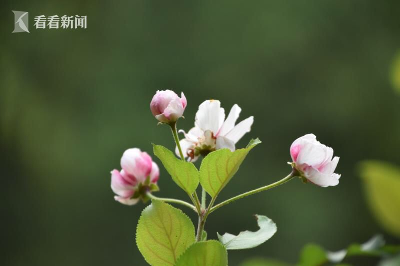 長瀨茜