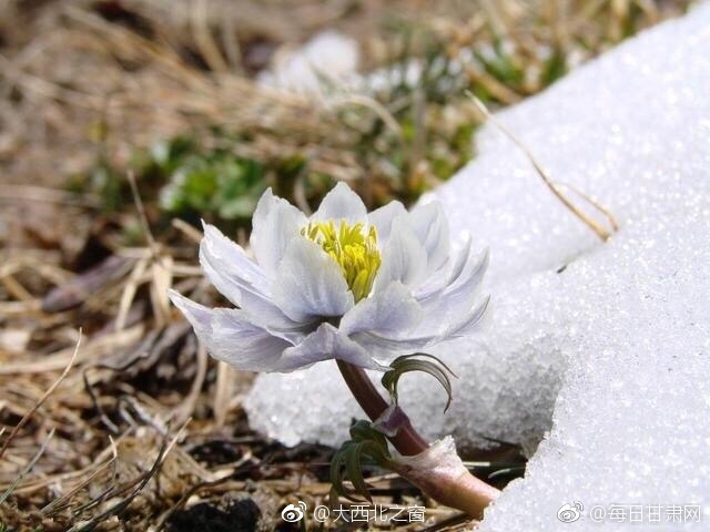 高贵少妇调教成性奴