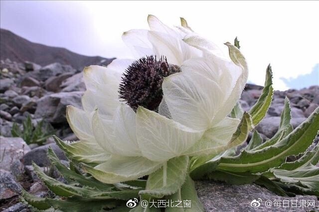 美女裸体秘 无遮挡