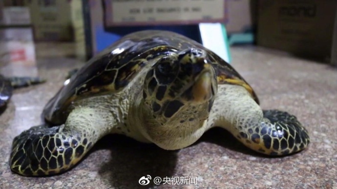 老女人乱伦视频