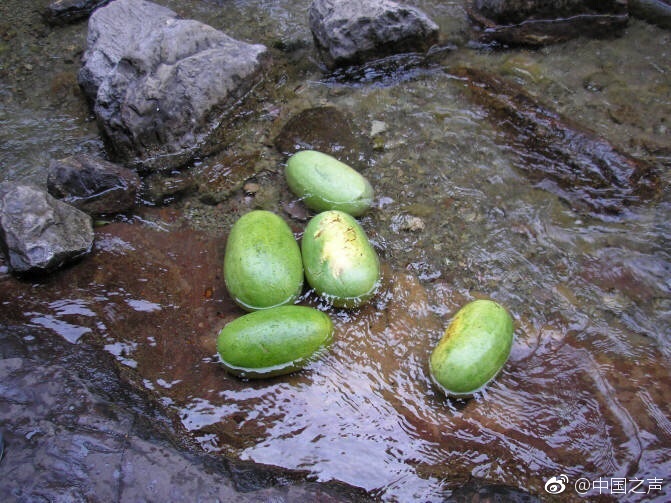 金錢豹酒店