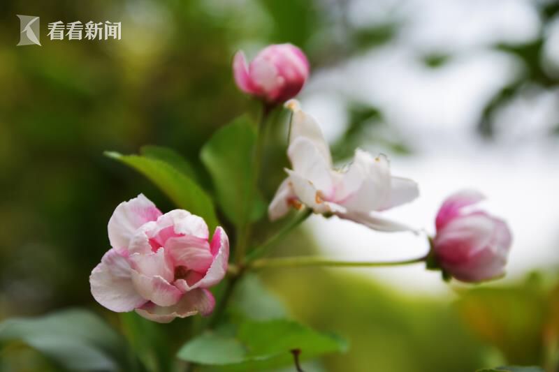 美女裸体无遮挡100%露出奶头