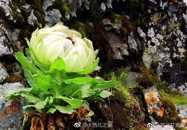 抖阴破解版