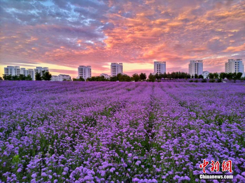 久久AV红桃秘 一区二区