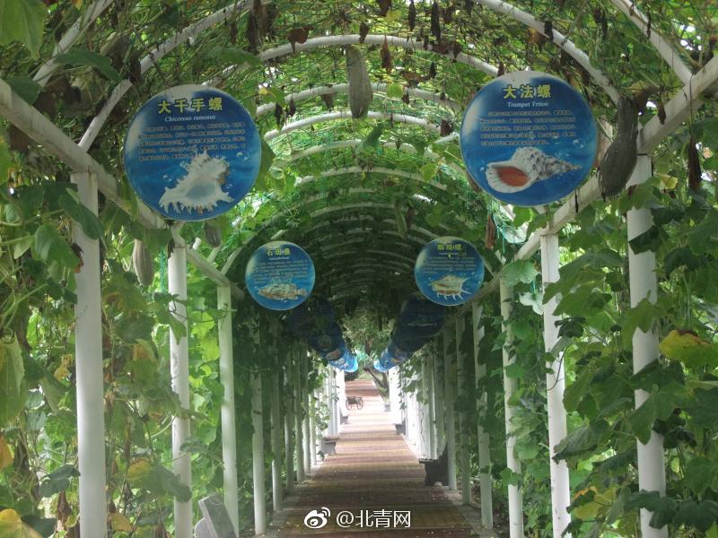 鸡鸡对鸡鸡