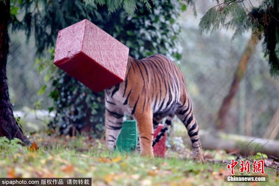 祖孙乱伦视频