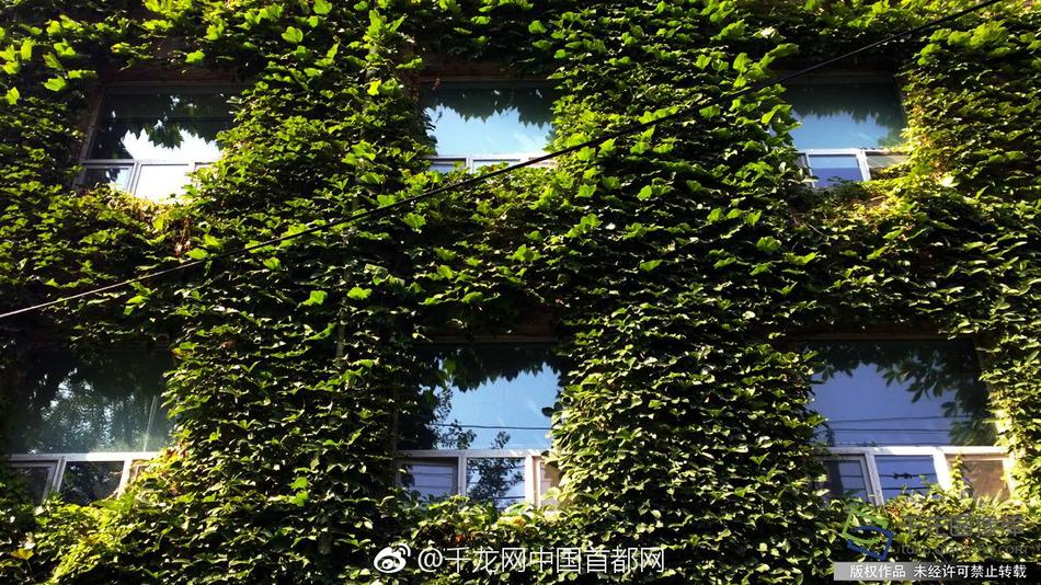 久草在线