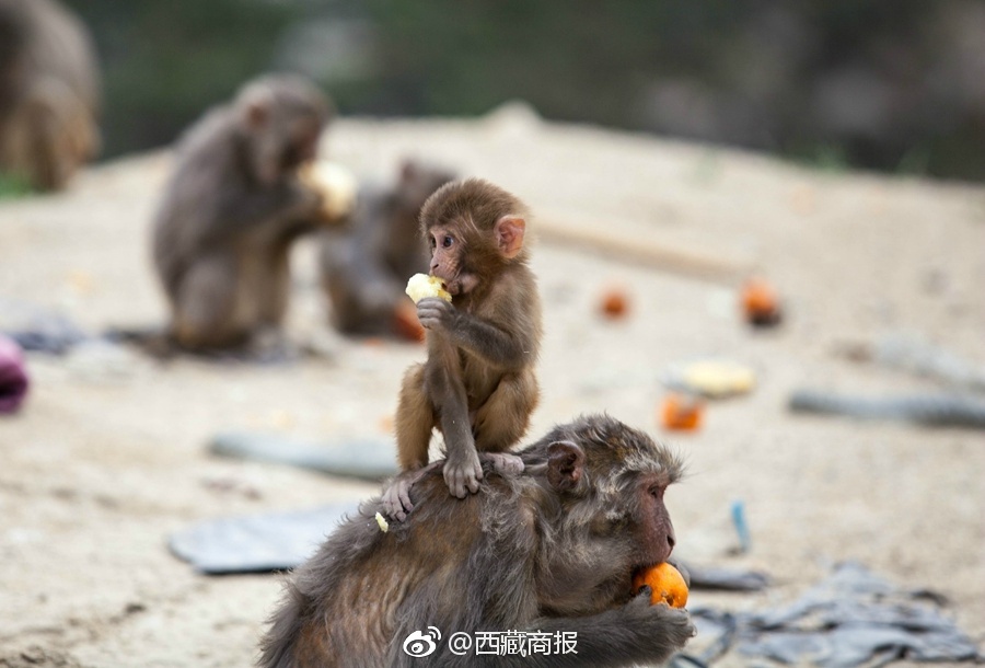 主人女仆调教高潮玩弄视频