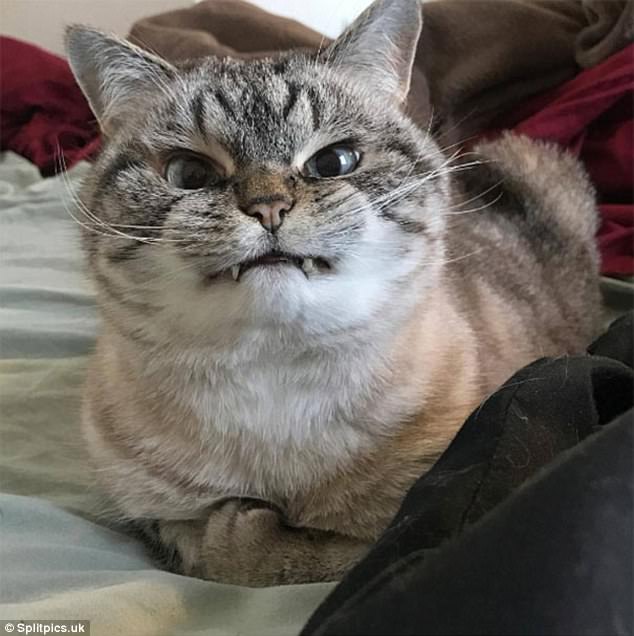 黑人猛躁白人黑白配顺从
