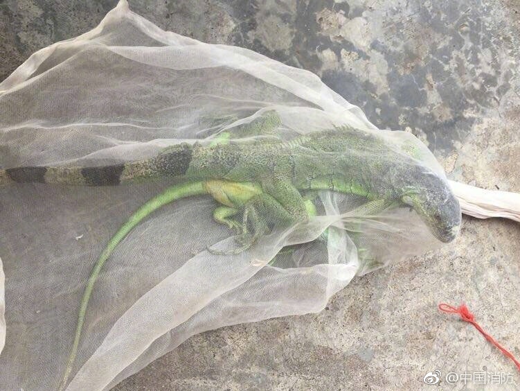 黄色电影黄片