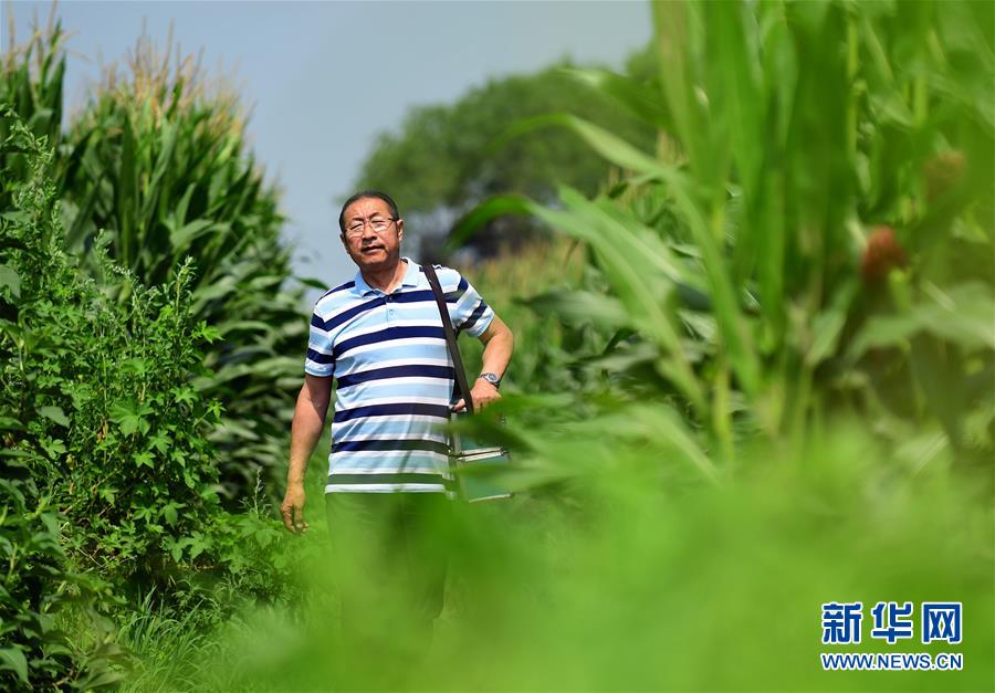 黄色一极片