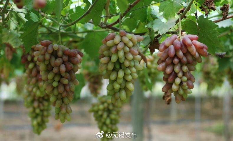 私密 约会