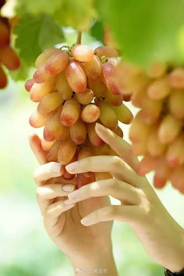 白丝校花被 狂揉大胸照片