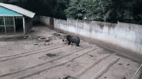 中国老太和老头性猛交