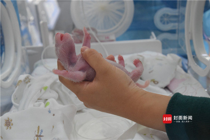 动漫人物扒开腿狂 触手