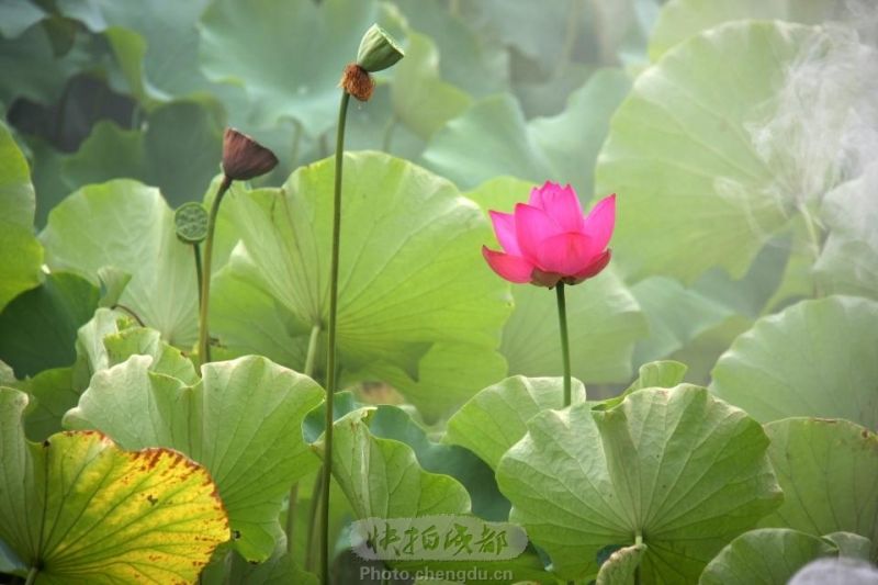 国产一级婬片A