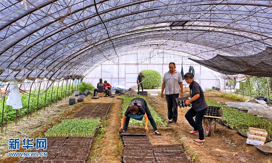 小龙虾每亩一年收入_蔬菜种植每亩收入(3)