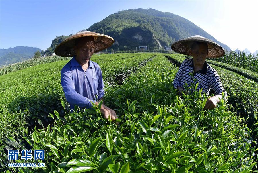 牛鞭伸入女人下身的视频