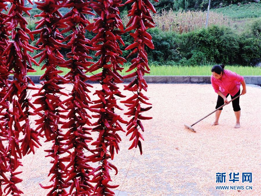 国产黄色在线观看