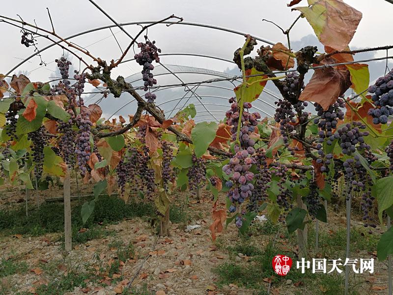 冠希实干张拍芝Aⅴ片