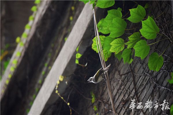 纲手被爆 自慰流水网站