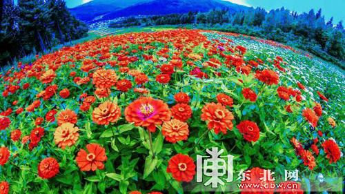 黄色网站那个能看
