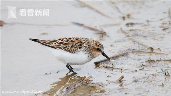中文字幕欧美色图日本女人60路