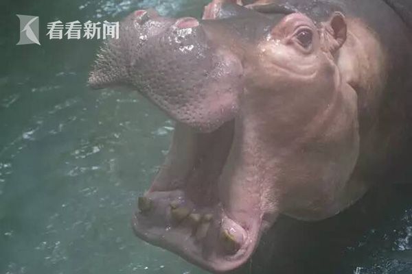小野六花