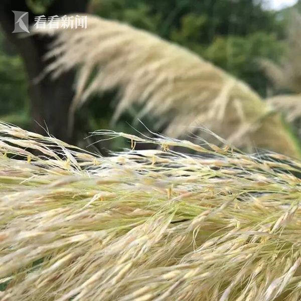 野外Chinese老妇Videos