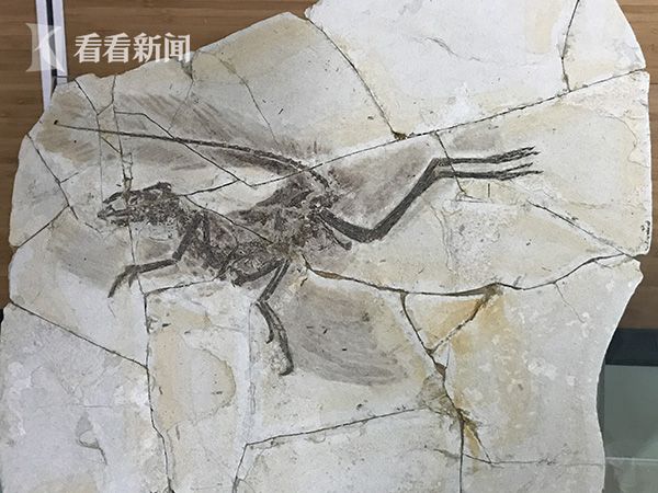 可愛短髮