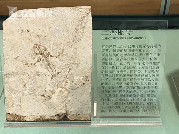 黄色视频那里有人