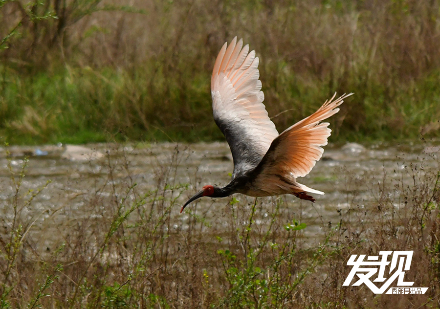tobu18HD馃憴馃憴