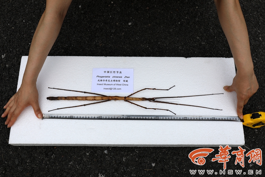 黄色网站免费网址