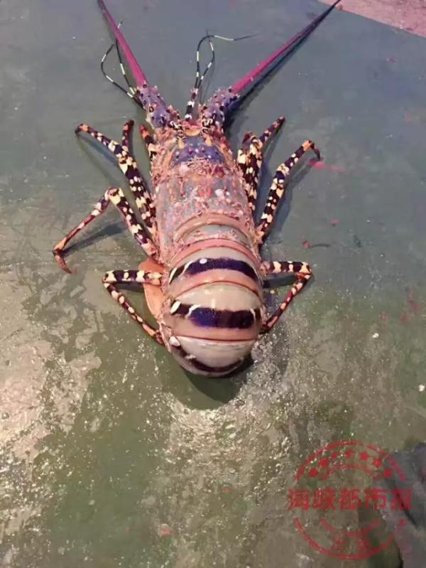 张柏芝两腿玉门打开