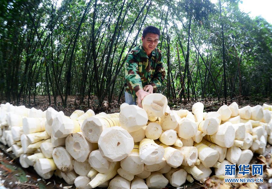 国产18禁黄网站禁片免费看