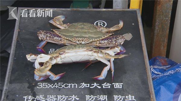 浓毛茸茸BwBw妇女