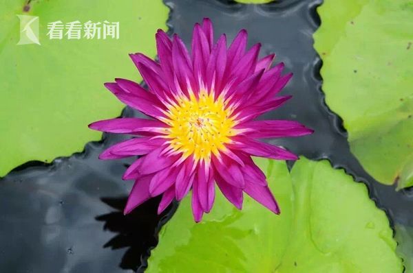 荷兰黄色一级片