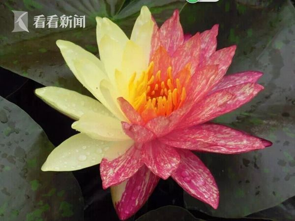黄色A级片金瓶梅的第一部