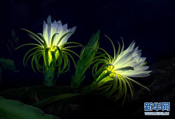 办公室撕开奶罩 吮奶