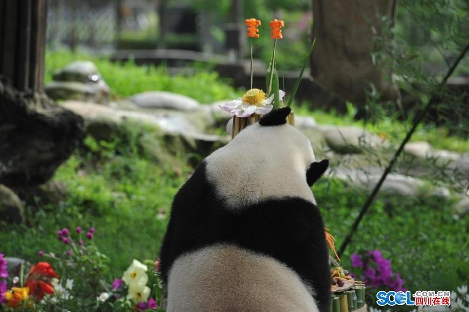 操业余老太婆诚熟