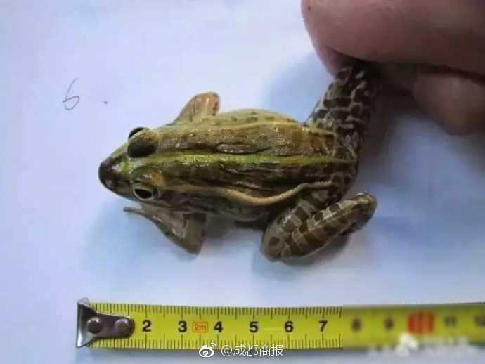 胸大的邻居阿 水野朝阳