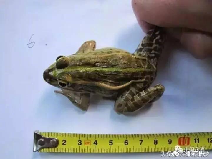 足控吃脚 Xx免费网站
