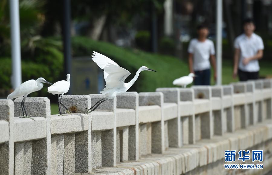 张津瑜16分钟视频劲爆