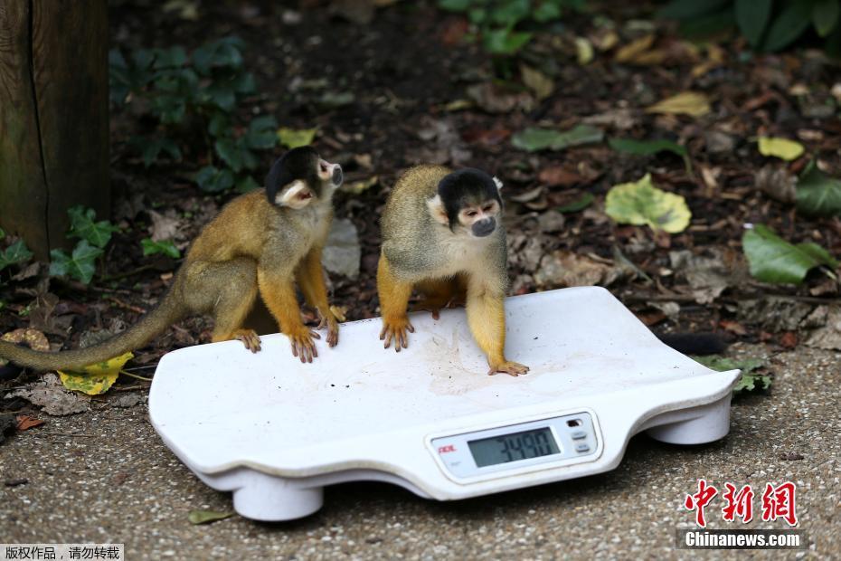 亚洲精品久久久久玩吗