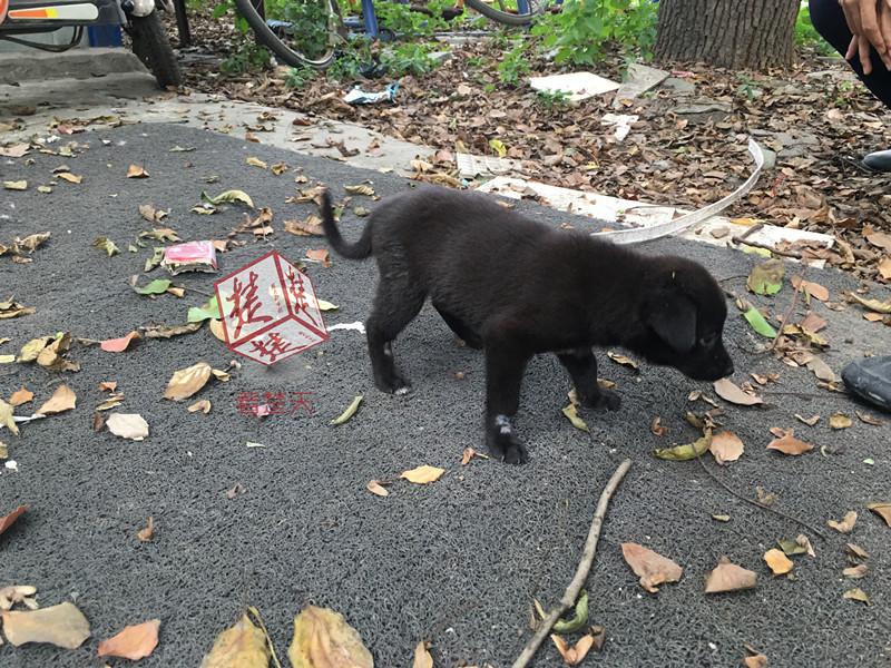 本庄優花