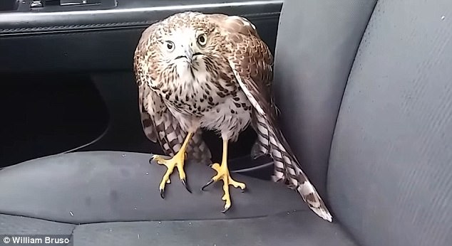 青青草视频