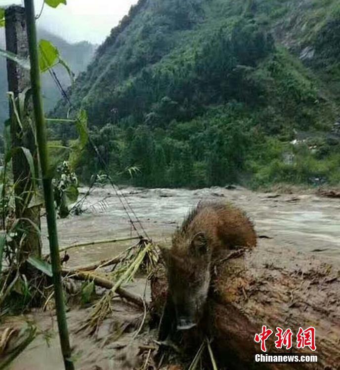 看张柏芝下边毛毛