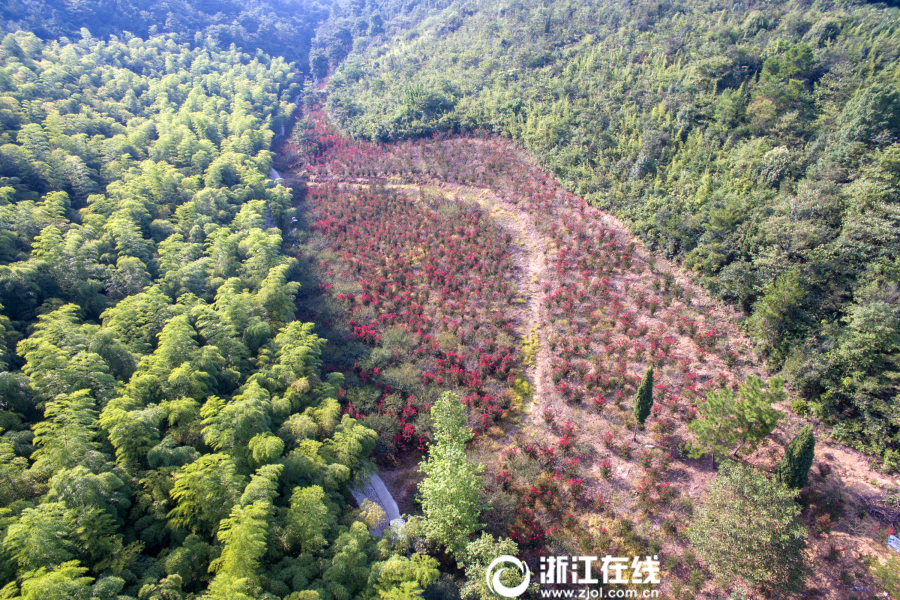 阴环